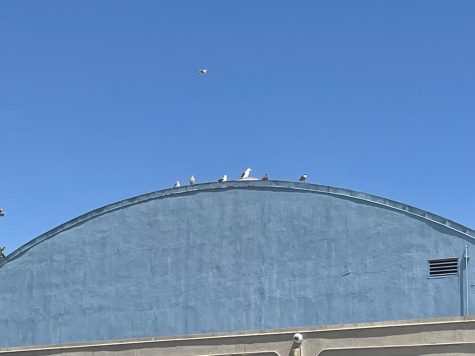 Seagulls Reign Supreme in Culver City High School