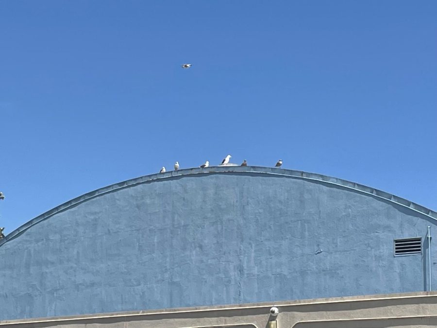 Seagulls Reign Supreme in Culver City High School